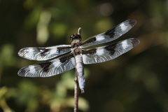 Libellula pulchella