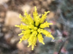 Hymenopappus filifolius