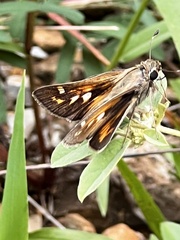 Atalopedes campestris