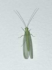 Chrysoperla rufilabris