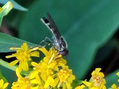 Platycheirus albimanus