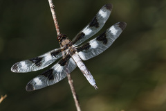 Libellula pulchella