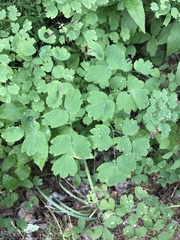Thalictrum occidentale