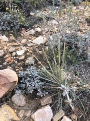 Hymenopappus filifolius