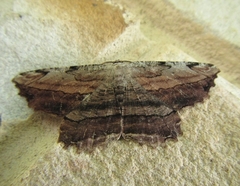 Lytrosis unitaria
