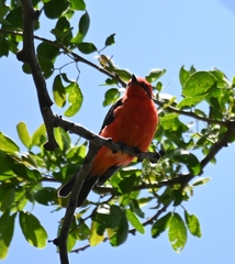 Pyrocephalus rubinus