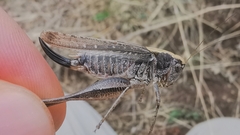 Platycleis albopunctata