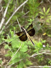 Libellula luctuosa