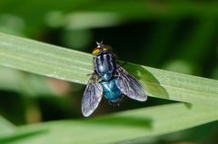 Sarconesiopsis magellanica