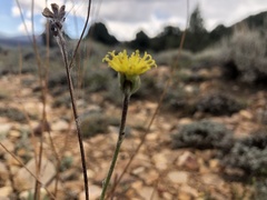 Hymenopappus filifolius