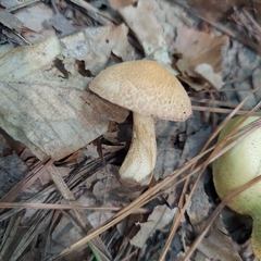 Leccinellum albellum