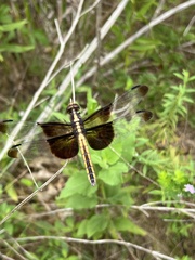 Libellula luctuosa