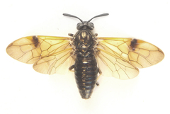 Arge ustulata