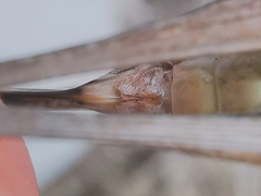 Platycleis albopunctata