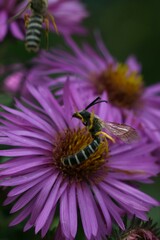 Halictus scabiosae
