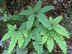 Adiantum aleuticum