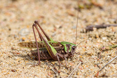 Decticus verrucivorus