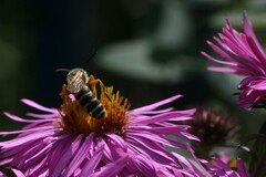 Halictus scabiosae