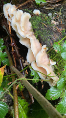 Pleurocybella porrigens