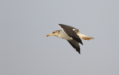 Larus fuscus heuglini