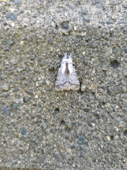 Tolype velleda