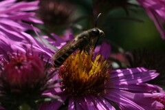 Halictus scabiosae