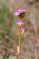 Centaurium erythraea