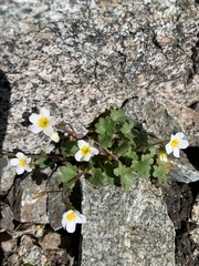 Romanzoffia sitchensis