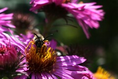 Halictus scabiosae