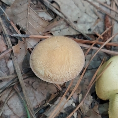 Leccinellum albellum