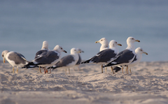 Larus fuscus heuglini