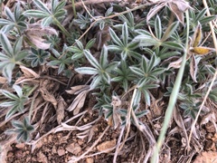 Lupinus breweri