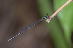 Prodasineura verticalis