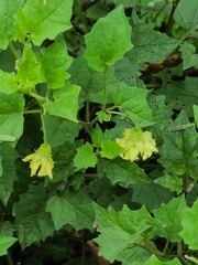 Physalis hederifolia
