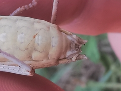 Ephippiger terrestris