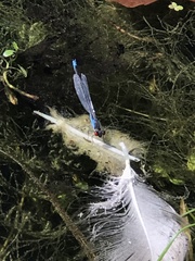 Erythromma viridulum