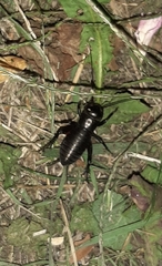 Gryllus campestris