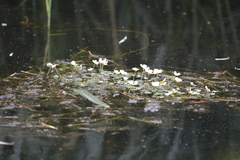 Ranunculus aquatilis