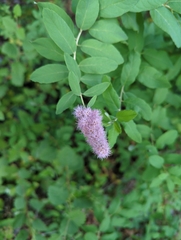 Spiraea douglasii