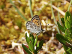 Tharsalea mariposa