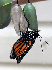 Danaus plexippus