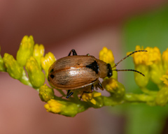 Cerotoma trifurcata