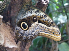 Caligo oileus
