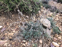 Lupinus breweri