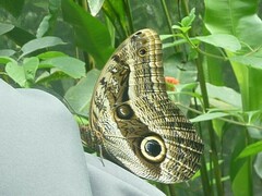 Caligo oileus