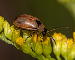 Cerotoma trifurcata