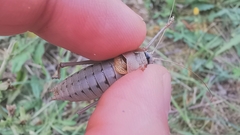 Ephippiger terrestris