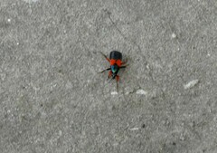 Prostemma aeneicolle