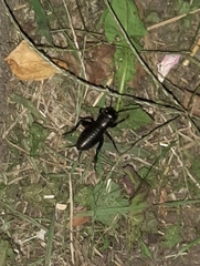 Gryllus campestris