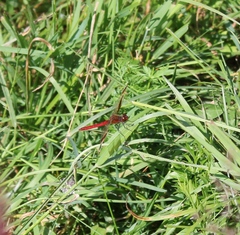 Sympetrum pedemontanum